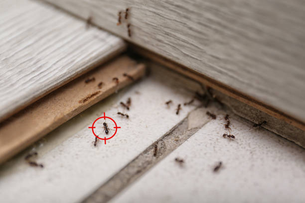 Best Pest Control Near Me  in Johnson City, NY