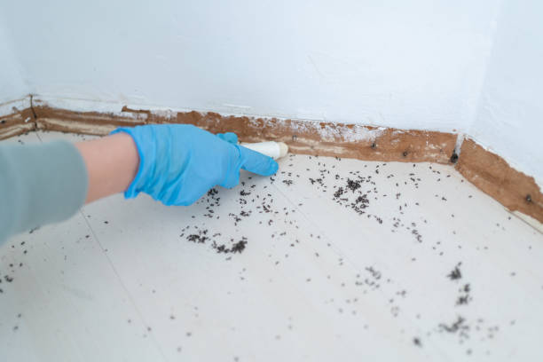 Best Pest Removal Services  in Johnson City, NY